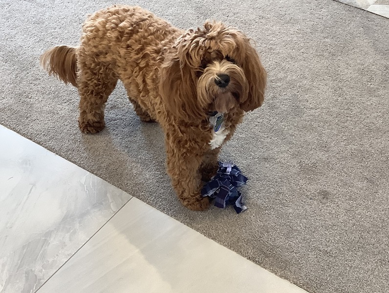 KOA playing with his snuffle ball made by Carmel 